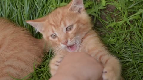 Cat Feline Kitten Pumpkin Jack O Lantern Halloween