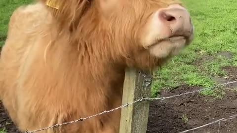 funny animal videos, wow animals, best animals videos,