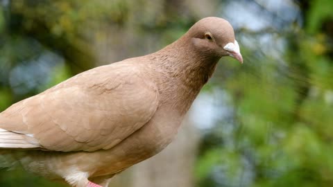 Lovely Dove