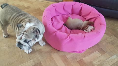 Mamá bulldog entretiene adorablemente a su cachorro