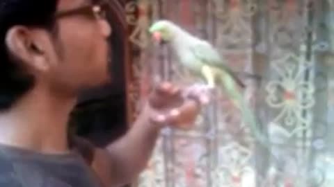 Talking Parrot