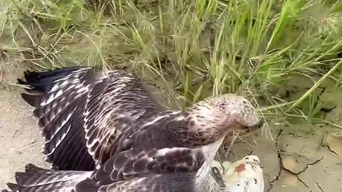 Felling Hawk Eagle when saw any birds #hawkeagle #train #training #birdofprey #eagle #video #hawk