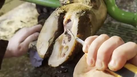 CARVING out the CAVITY in the COW's HOOF was seriously satisfying