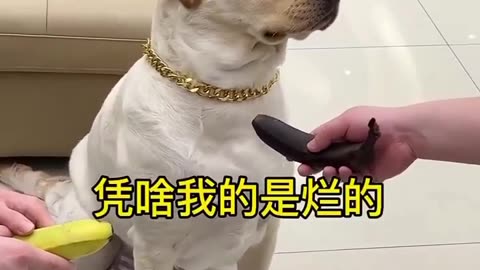 Funny dog