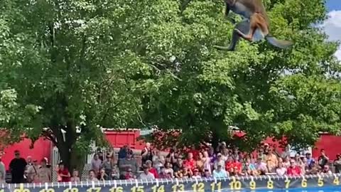 This dog can fly 🤯 [via @canine.stars]