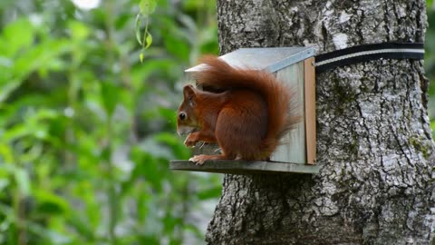 Beautiful Squirrel Eating Some Food