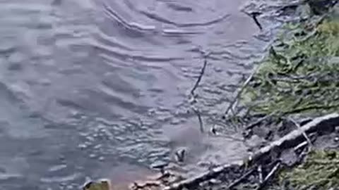 Snake in the river