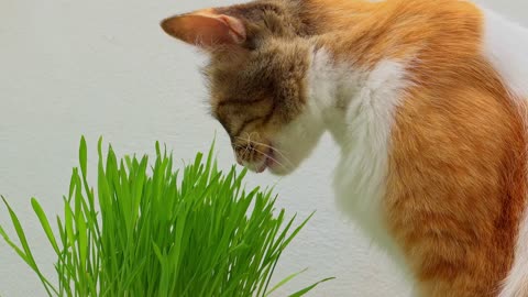 The cat eats grass