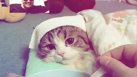 Fuuny and Cute Cats Video #143