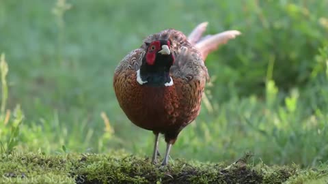 The Most Colorful Birds in 4K - Beautiful Birds Sound in the Forest