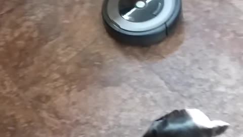 When the roomba attacks