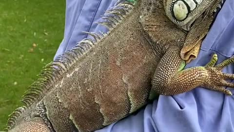 Green iguanas