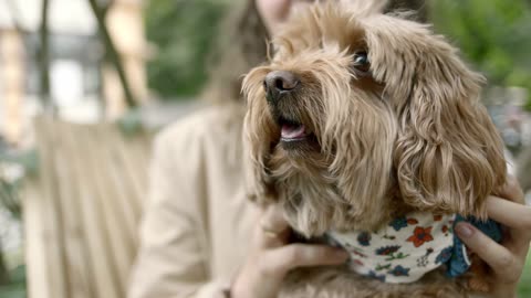 Cute Dog With His owner