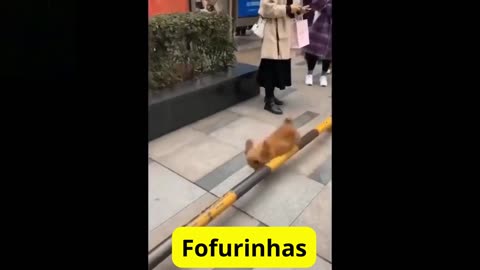 FOFURAS QUE ENCANTAM E FASCINAM