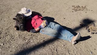 Farmer takes a nap with adorable baby bison