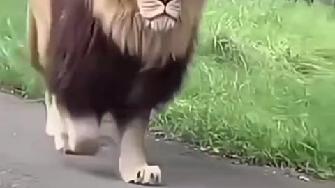 Majestic animal The Lion