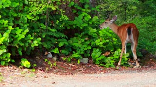 Cute Deer