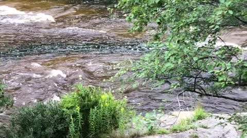 Deer Fawn Takes a Dive off 50 Foot Waterfall