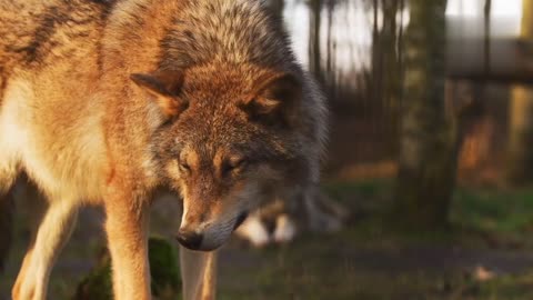 Wolf nature's in wild ll pet and animal videos