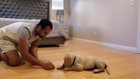 Labrador Puppy Learning and Performing Training Commands