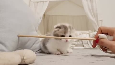 cute cat play on bed with me very funny vedio