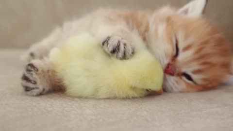 Kitten sleeps sweetly with the Chicken --(1080P_HD)