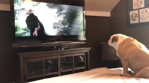 dog Has Incredible reaction, dog reaction, dog, faithful dog, To actress In ftouble, short video