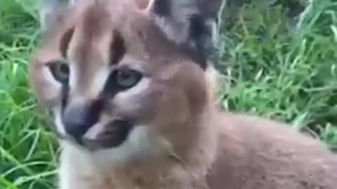 Cute pet dancing. Pet Ear dancing