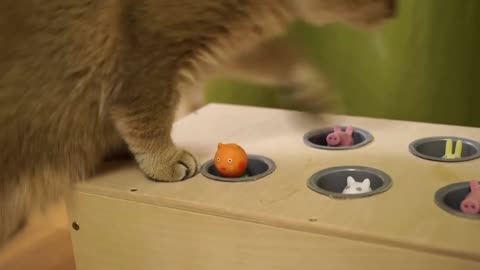 Cat Plays Custom made Whack-A-Mole Game