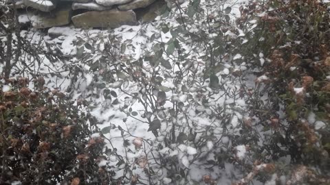 Dead flowers under the snow