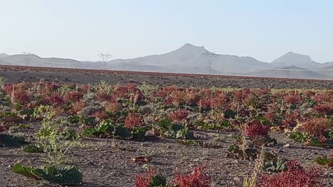 The beautiful nature of Rhubarb Plain in Shahrbabak