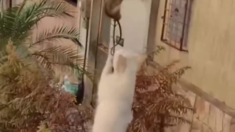 Funny animals videos - compilation 1