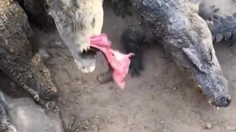 Crocodile eating