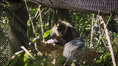 Funny monkey 🙈 sitting in net videos