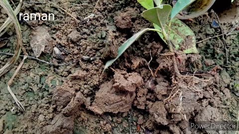 Panda ficus growing