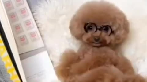 🐕 Cute & Smart Dogs Video 2021