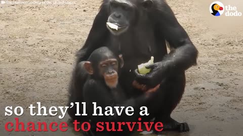 Chimps Left To Die On Island Are Finally Getting Food And Water