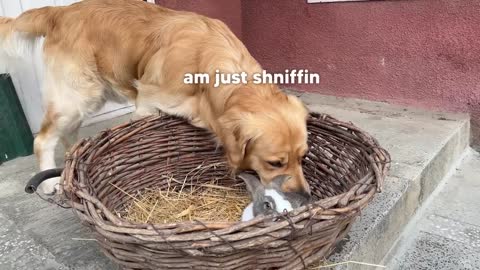 Gentle Golden Retriever Meets A Bunny For The First Time