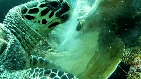 Hawksbill at Belize 2024