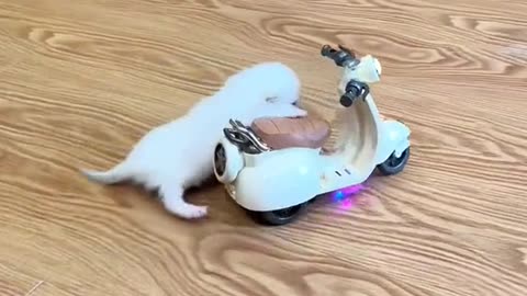 Little puppy riding his scooty ...