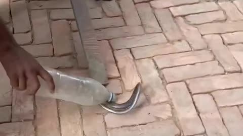 Snake catching