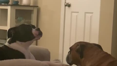 Bully boxer steals bone