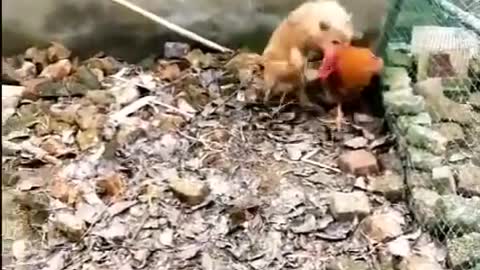 Funny Chicken v Dog Fight!!