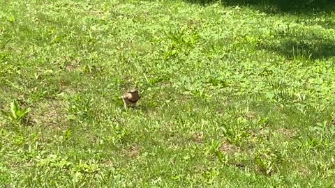 Northern flicker Woodpecker