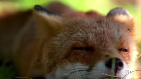 Lazy fox chilling