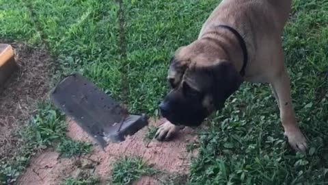 Huge English Mastiff battles a swing