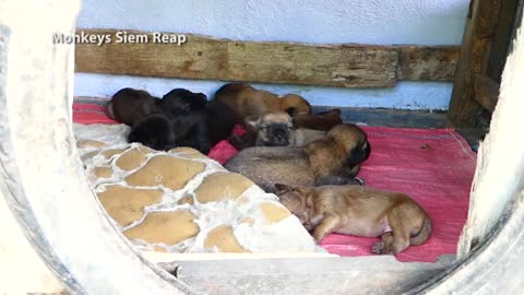 Mother dog bite her Newborn puppie out off her new house making puppies crying loudly - Amazing Pets