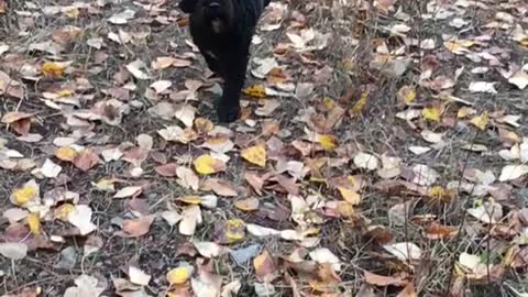 Slowmo black dog runs towards camera on dirt road