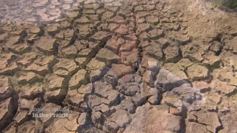 Drought leaves Saskatchewan farmers struggling mentally and financially