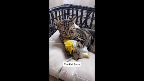 BEST CAT MEMES COMPILATION OF 2020 - 2021